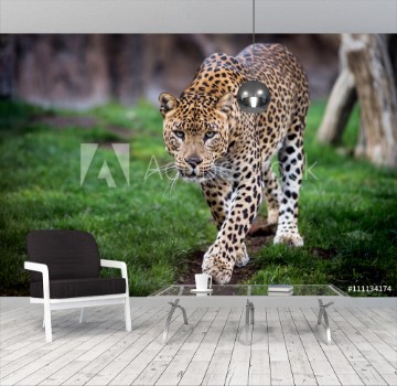 Picture of Leopard in front walking